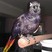 Black Lory